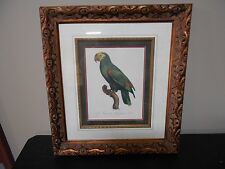 Beautifully framed parrot for sale  Bedford