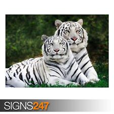White bengal tigers for sale  Shipping to Ireland