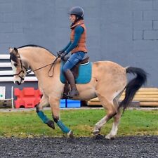 Mieux peacock dressage for sale  TURRIFF