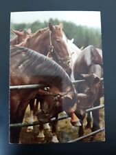 Pferdepostkarte pferd jungpfer gebraucht kaufen  Beeskow