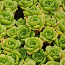 Aeonium lily pad for sale  Garden Grove