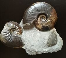 fossilien ammonit stufe gebraucht kaufen  Dunningen