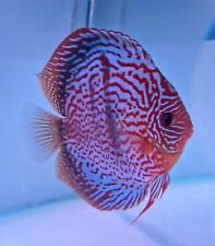 Rare discus fish for sale  LLANDUDNO