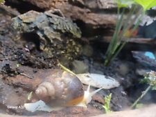 Albino Land Snail Giant 175 USD Enviado APENAS TENHO 4 RESTANTES AGORA ELES ESTÃO INDO  comprar usado  Enviando para Brazil