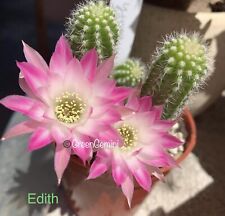 Edith chamaecereus rare for sale  Sacramento