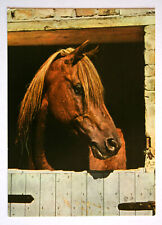 Pferde postkarte portrait gebraucht kaufen  Langen