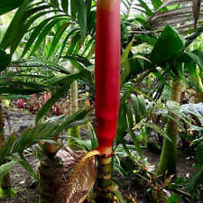Palmera ""roja"" Areca macrocáliz, usado segunda mano  Embacar hacia Mexico