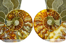 Large ammonite pair for sale  Plano