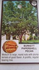 Burkett papershell pecan for sale  Ben Wheeler