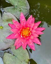 tropical water lilies for sale  Cleveland