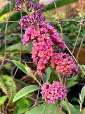 Bicolor butterfly bush for sale  Nicasio