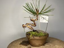 plants dwarf mugo pine for sale  Mount Sinai