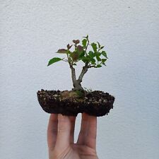 bonsai garten gebraucht kaufen  Triefenstein