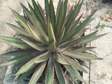Agave lophantha offset for sale  Shipping to Ireland