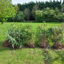 Large bamboo plants for sale  SPALDING
