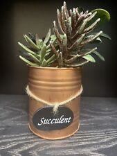 Fake succulent plant for sale  Sioux Falls