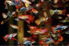 Assorted tropical fish for sale  BOLTON