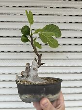 Ficus carica con usato  Italia