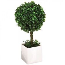 Boxwood ball topiary for sale  Ireland