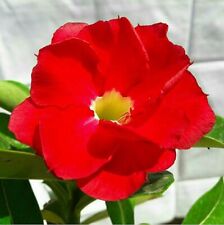 desert rose plant for sale  Shipping to Ireland