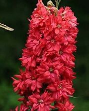 Delphinium red king for sale  FERRYHILL