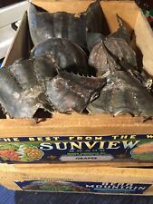 Piece horseshoe crab for sale  Green Harbor