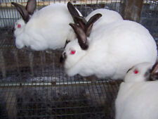 Lbs rabbit manure for sale  Willis