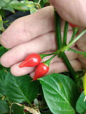 Red biquinho chilli for sale  BRIERLEY HILL
