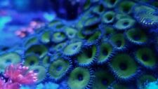 Nuclear green zoas for sale  East Hampton