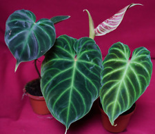 Philodendron verrucosum small for sale  Center Hill