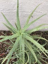 1 Aloe Vera planta viva bebê, medicinal, tratamentos de queimaduras, ervas comprar usado  Enviando para Brazil