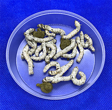 Live silkworms medium for sale  LONDON