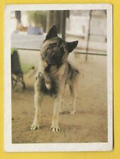 Cães - Cartão comercial espanhol circa 1985 #63 Akita Inu Dog comprar usado  Enviando para Brazil
