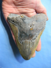 Huge inch megalodon for sale  Phoenix