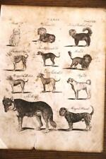 1787 ORIGINAL ANTIQUE ENCYCLOPAEDIA BRITANNICA ENGRAVING-CANIS FAMILY-DOGS for sale  Shipping to South Africa