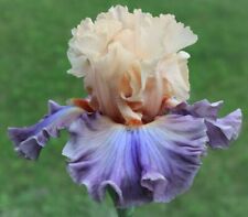 Iris gossamer veil usato  Bologna
