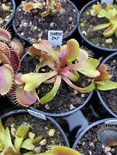 Venus flytrap beastie for sale  FELTHAM