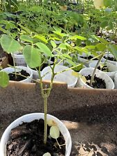 Cup moringa tree for sale  Riverview