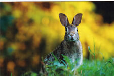 Hase rabbit postcard gebraucht kaufen  Deutschland