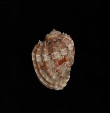 sea shell Harpa cabriti, 56.5mm for sale  Shipping to South Africa