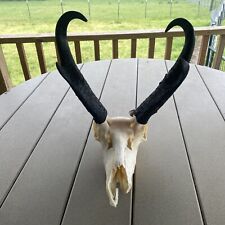 pronghorn antelope horns for sale  Osceola