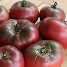 Cherokee purple tomato for sale  Tarpon Springs