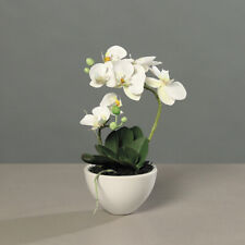 Rchidee phalaenopsis weiß gebraucht kaufen  Karlsfeld