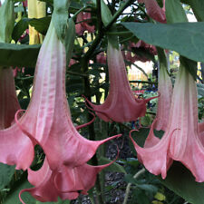 Unrooted cutting brugmansia for sale  Chattanooga