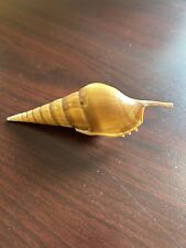 Tiba cutra seashell for sale  Shawnee