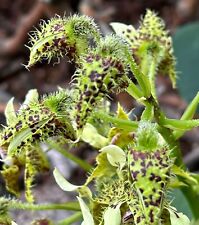 Dendrobium species hairy gebraucht kaufen  Hochfeld,-Uni-/Antonsviertel