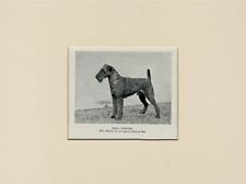 Irish terrier original for sale  COLEFORD