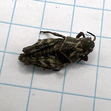 Orthoptera Acrididae  Nymph?? ORT 004 Collected Sk, Canada, used for sale  Shipping to South Africa