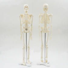 Human anatomical skeleton for sale  Shipping to Ireland