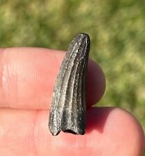dinosaur tooth for sale  Coppell